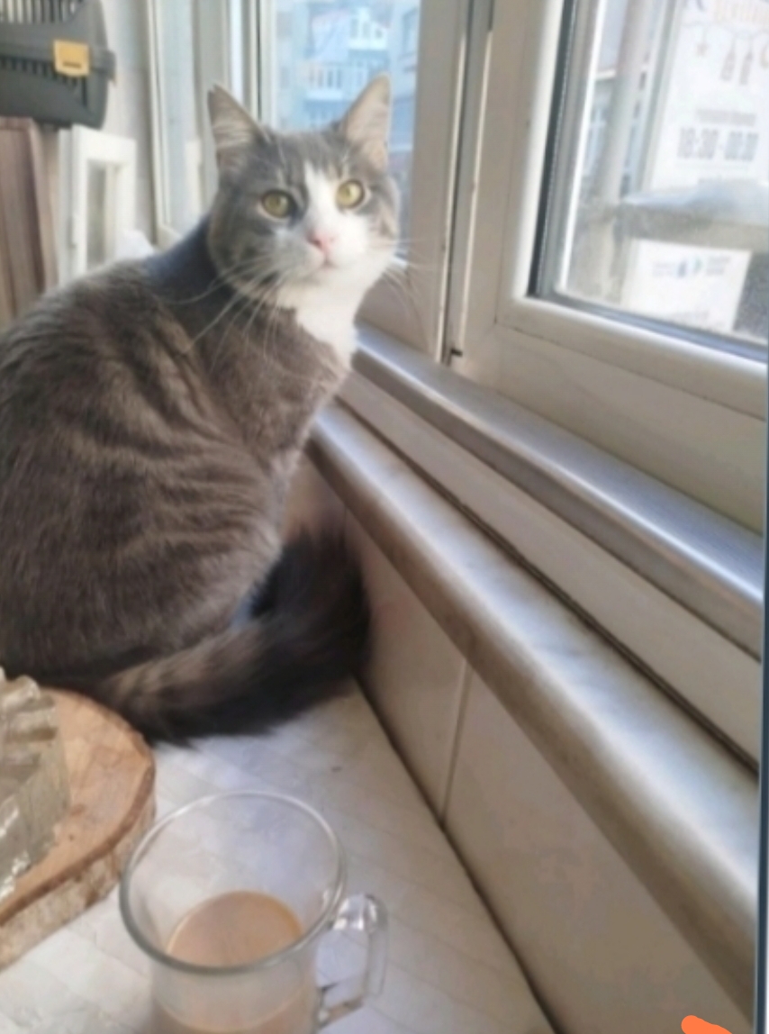 Kayip kedi