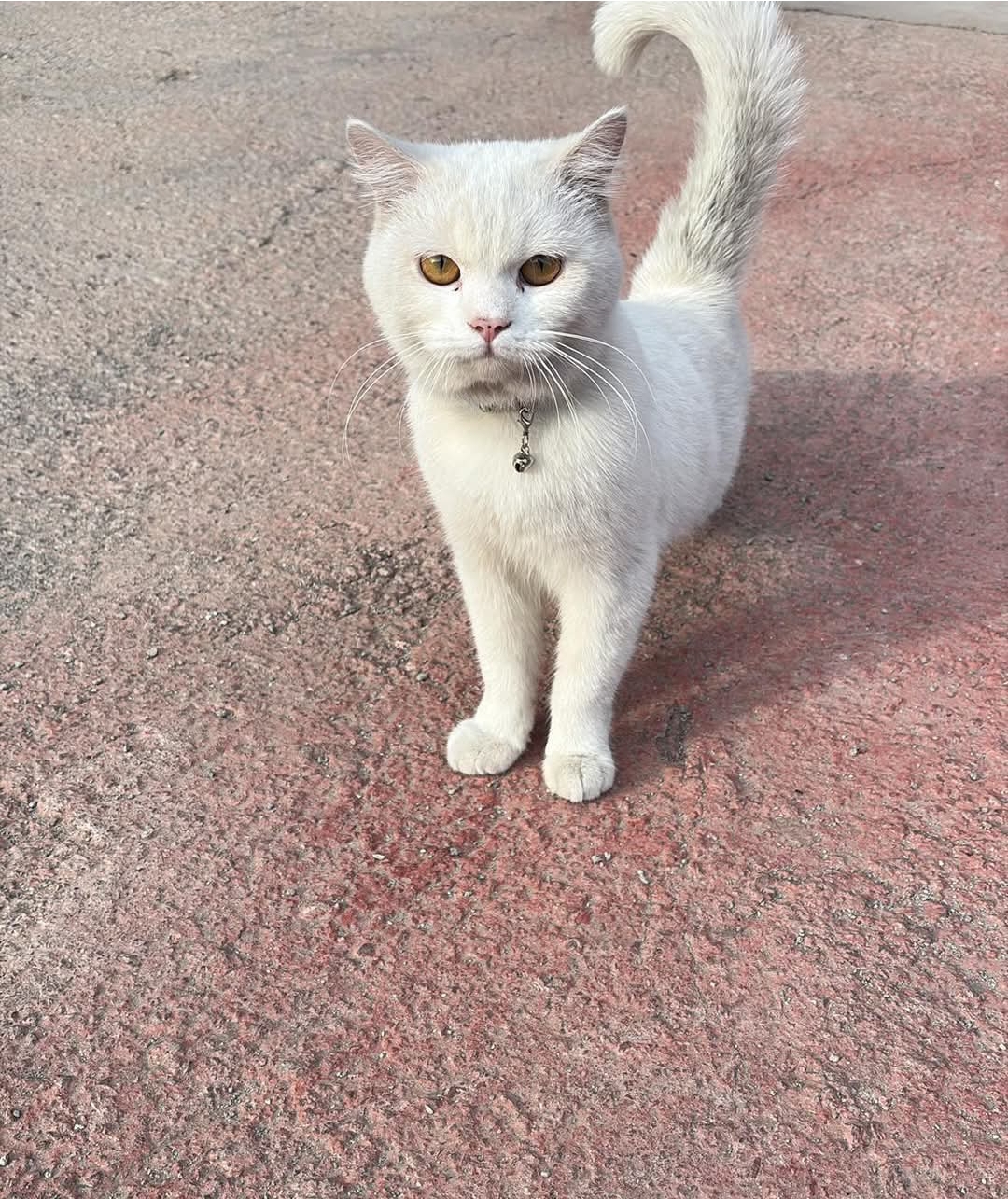 İzmir menemen kedi bulundu
