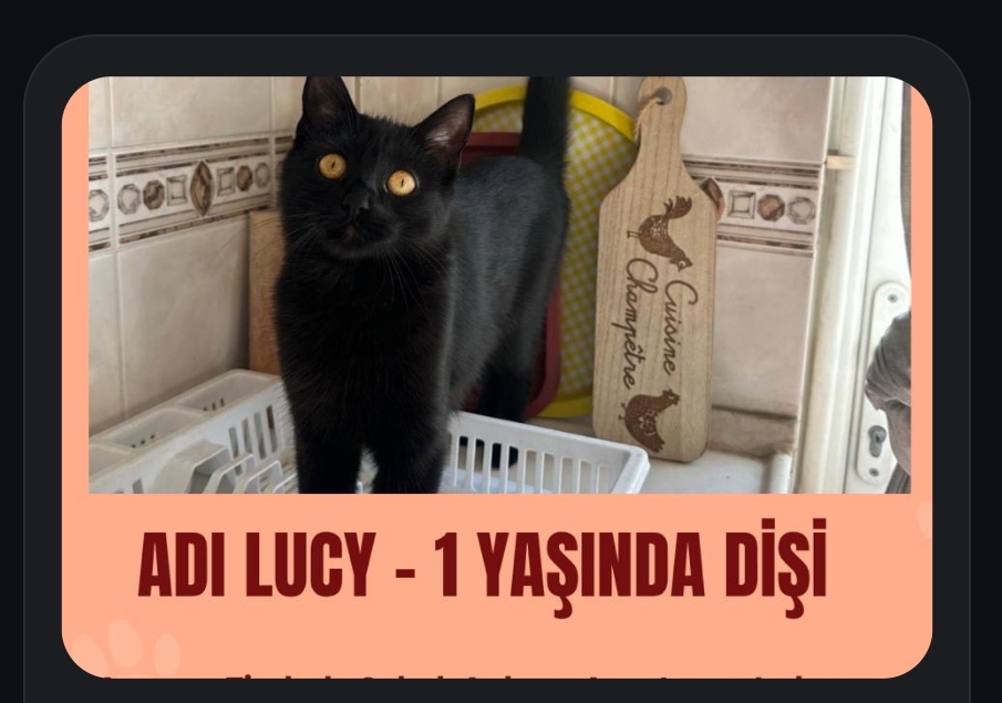 LUCİ - SİYAH DİŞİ KEDİ
