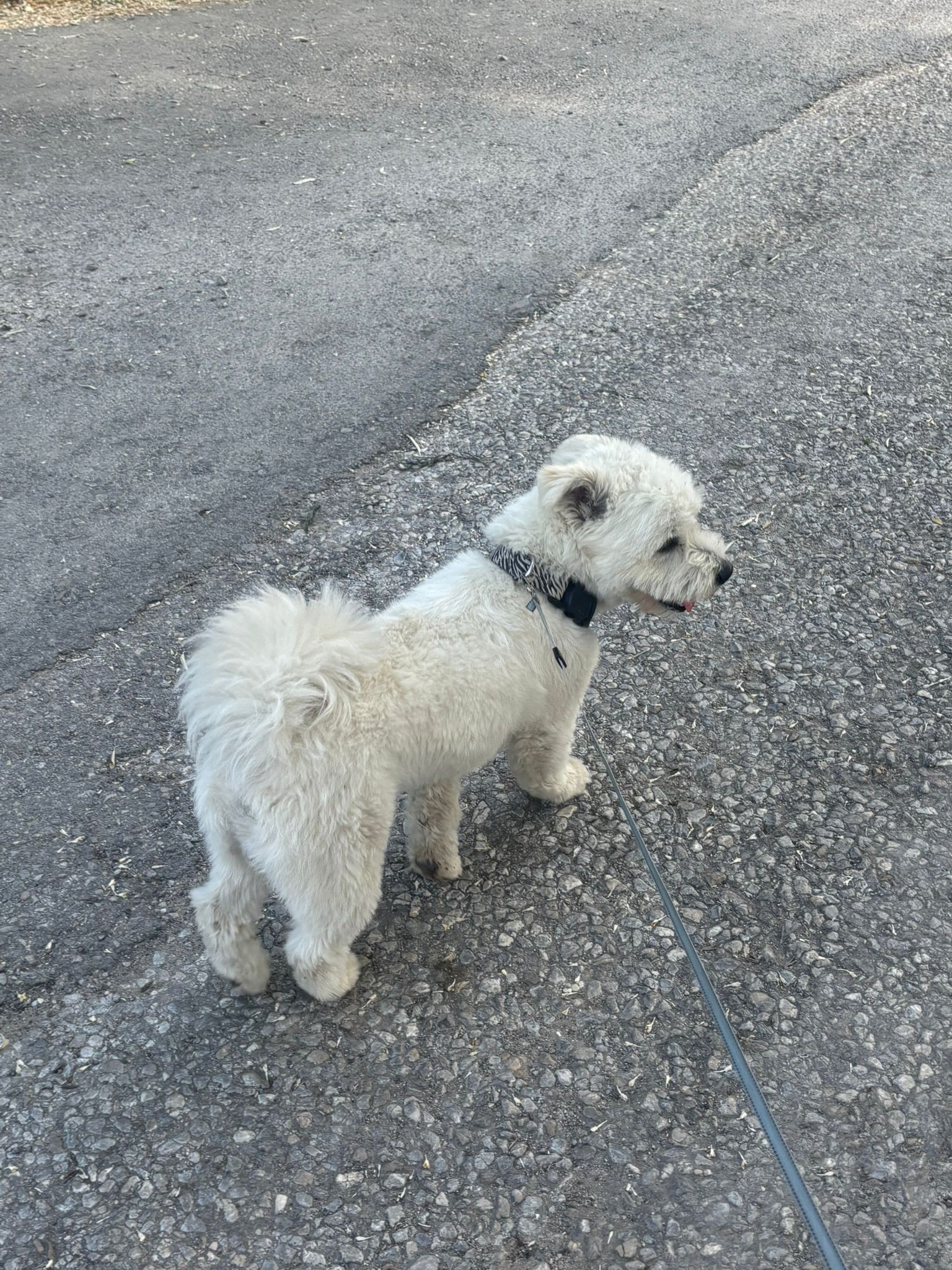 Terrier Köpek Kayıp