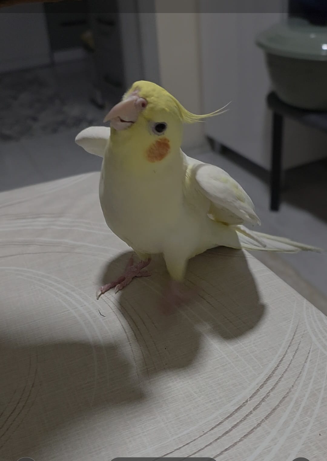 Papagan