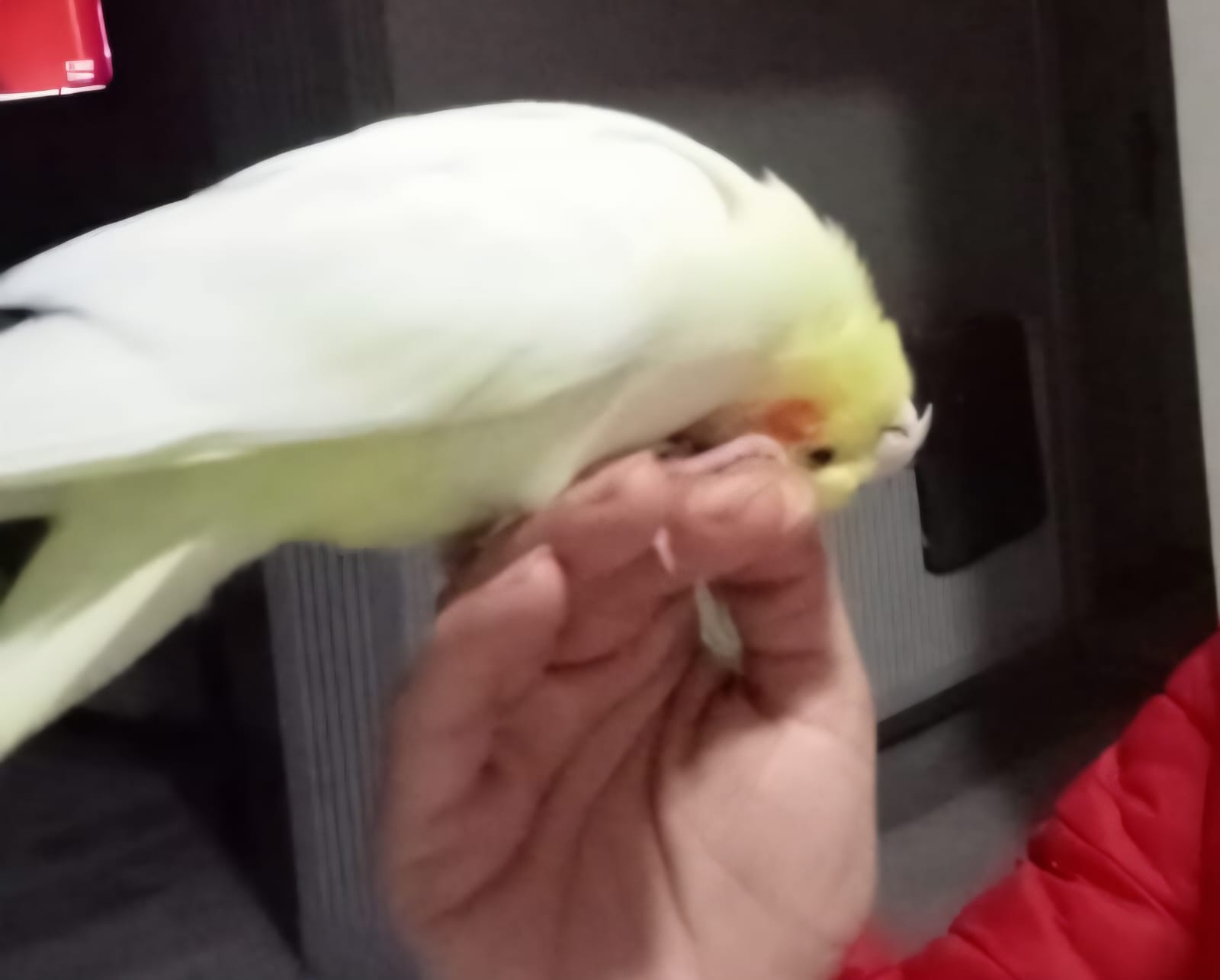 Papagan