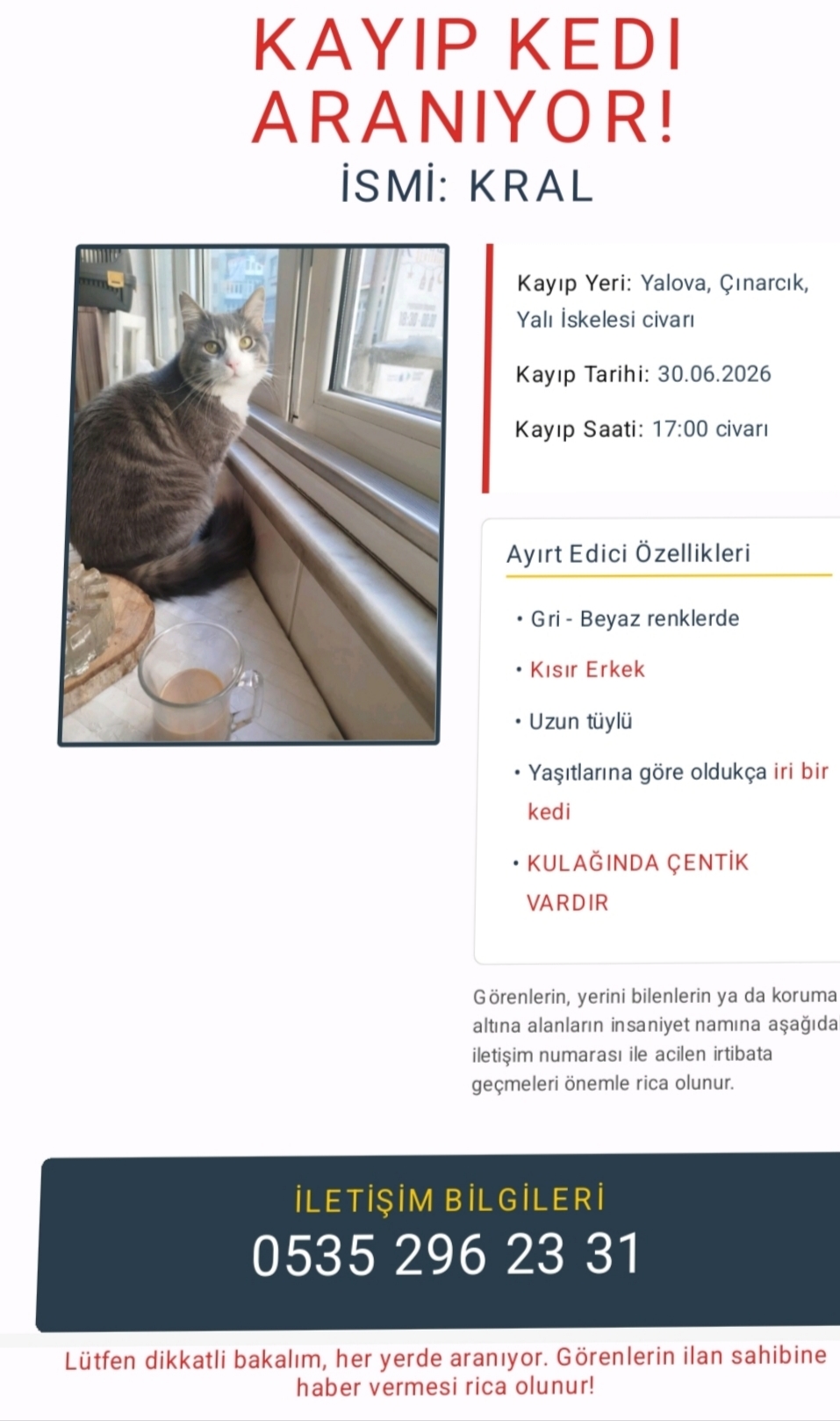 Kayip kedi