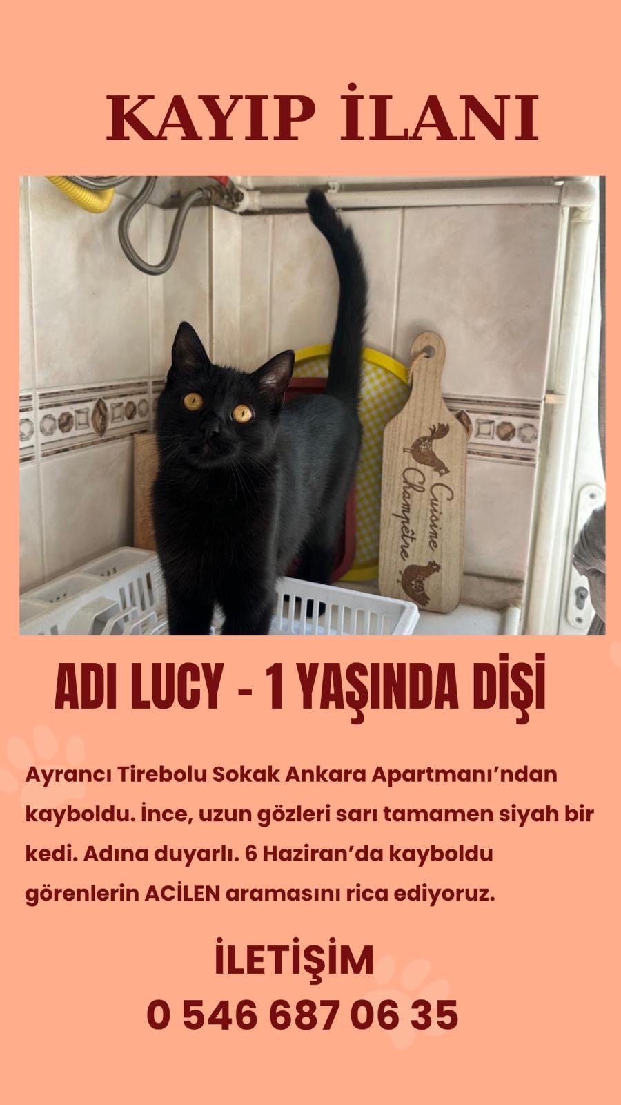 LUCİ - SİYAH DİŞİ KEDİ