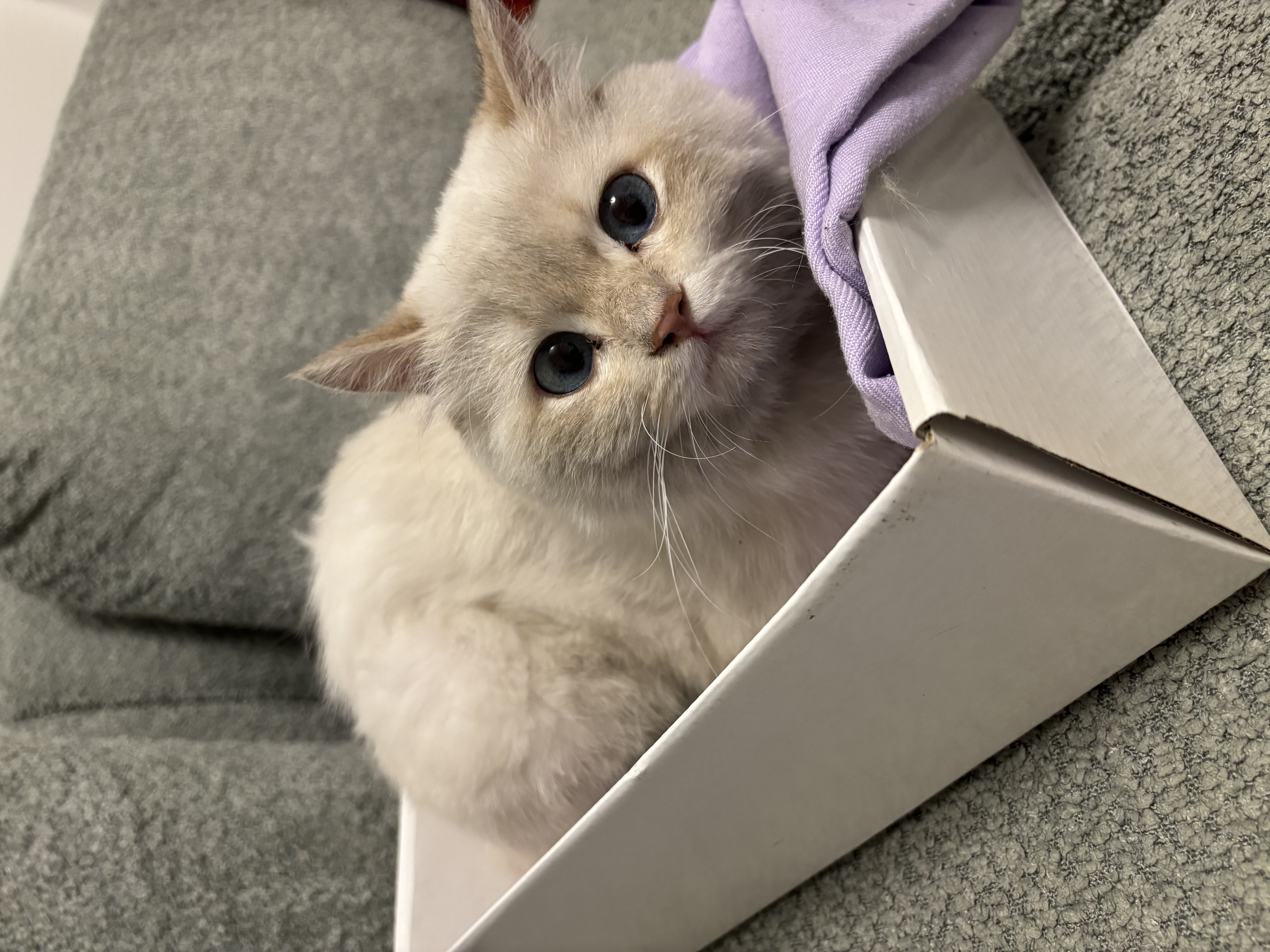 Mavi gözlü kedi kayıp/ Gaziosmanpaşa