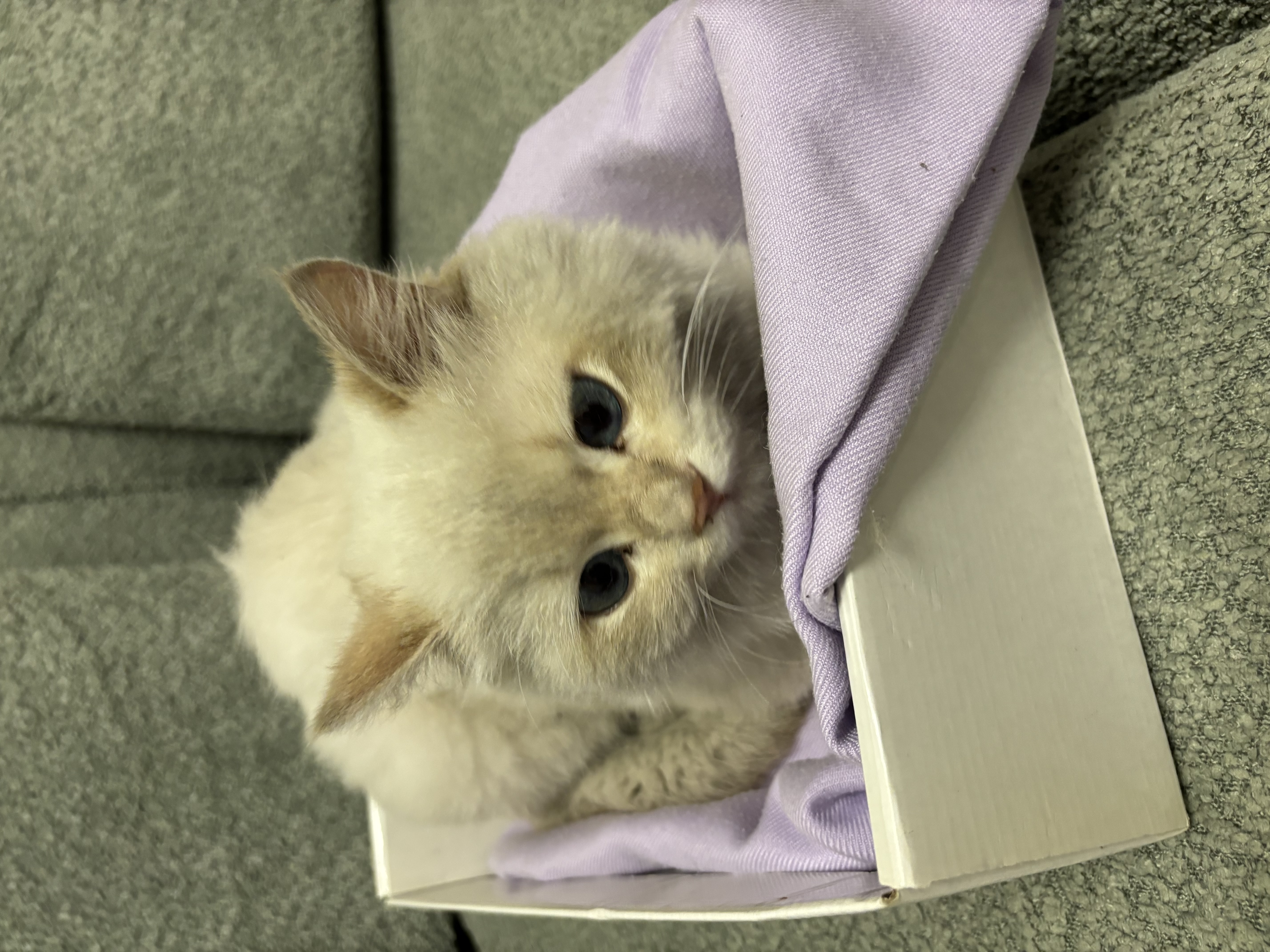 Mavi gözlü kedi kayıp/ Gaziosmanpaşa