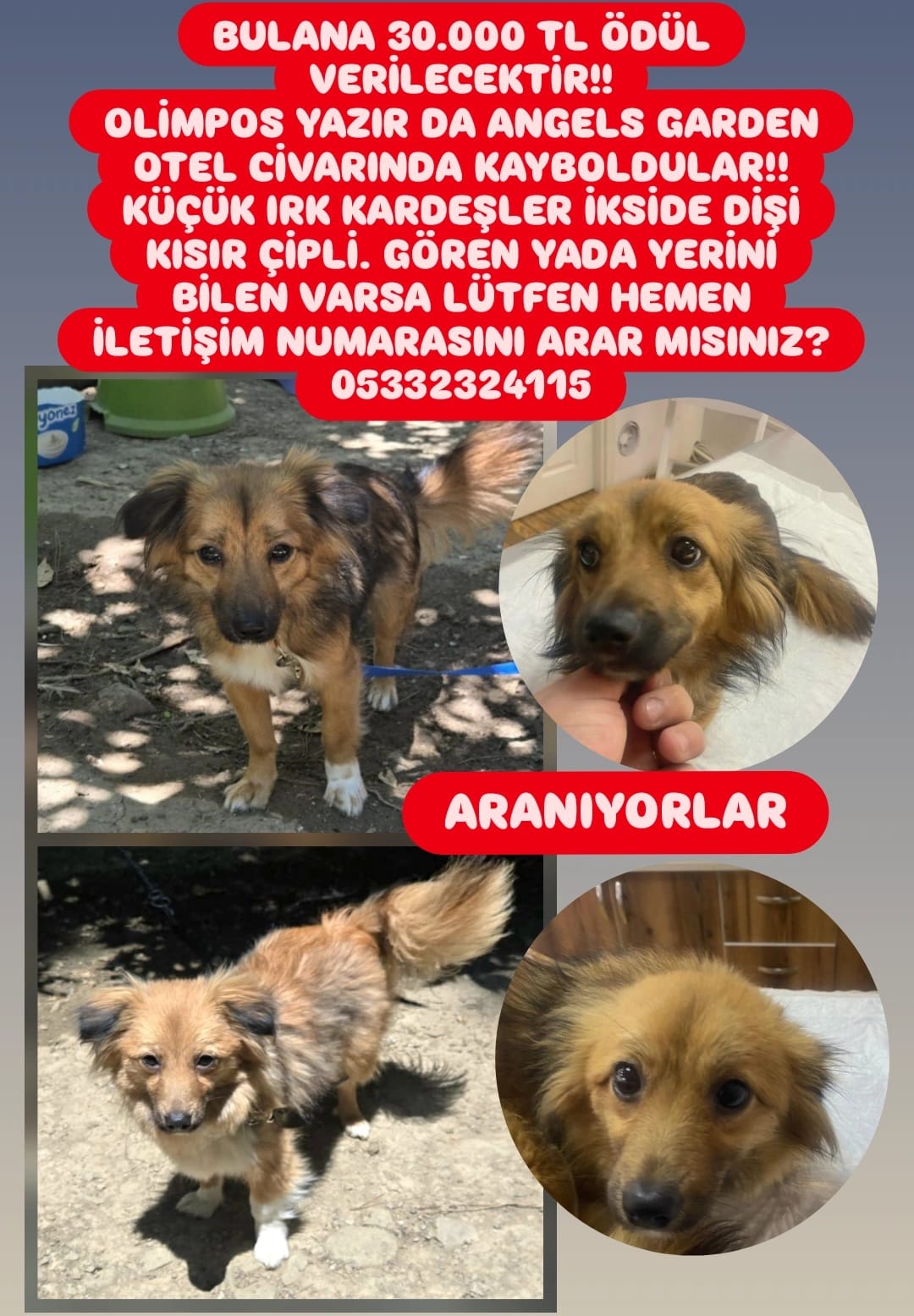 ANTALYA, OLİMPOS, YAZIR 'dan KAYIP , küçük ırk 2 kardeş köpek