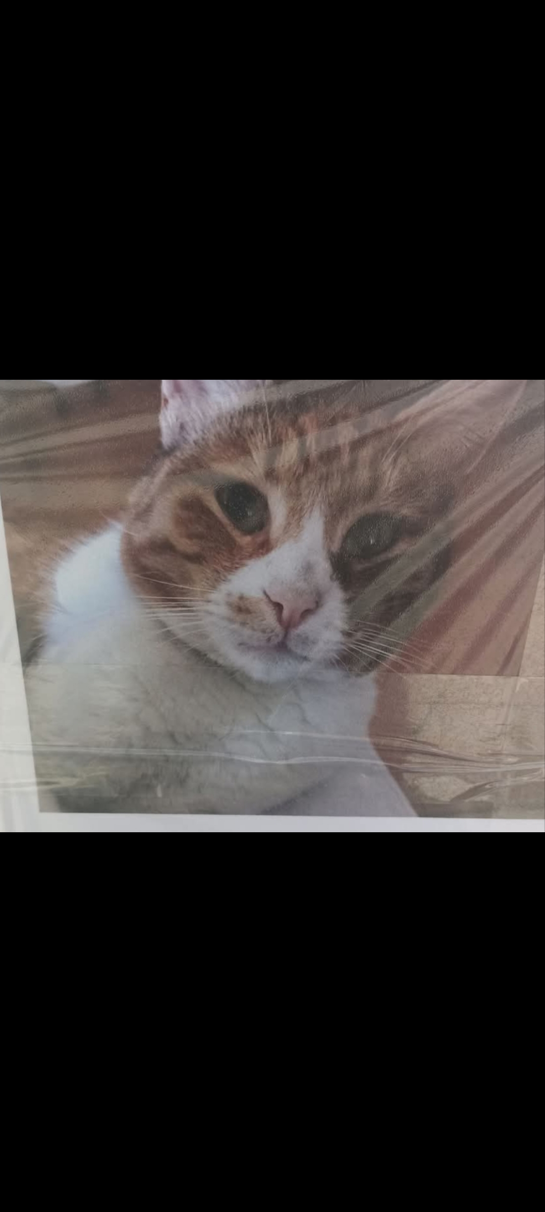 Kayıp Kedi