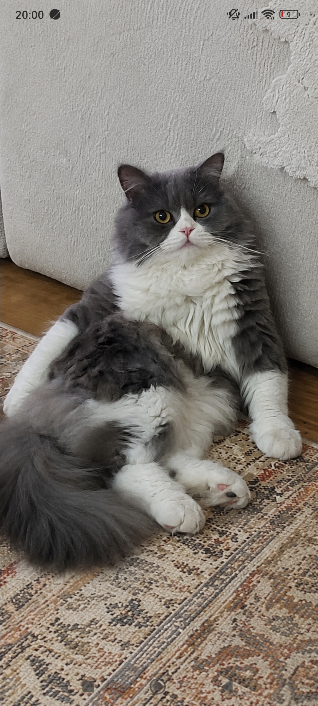 Kayıp Kedi