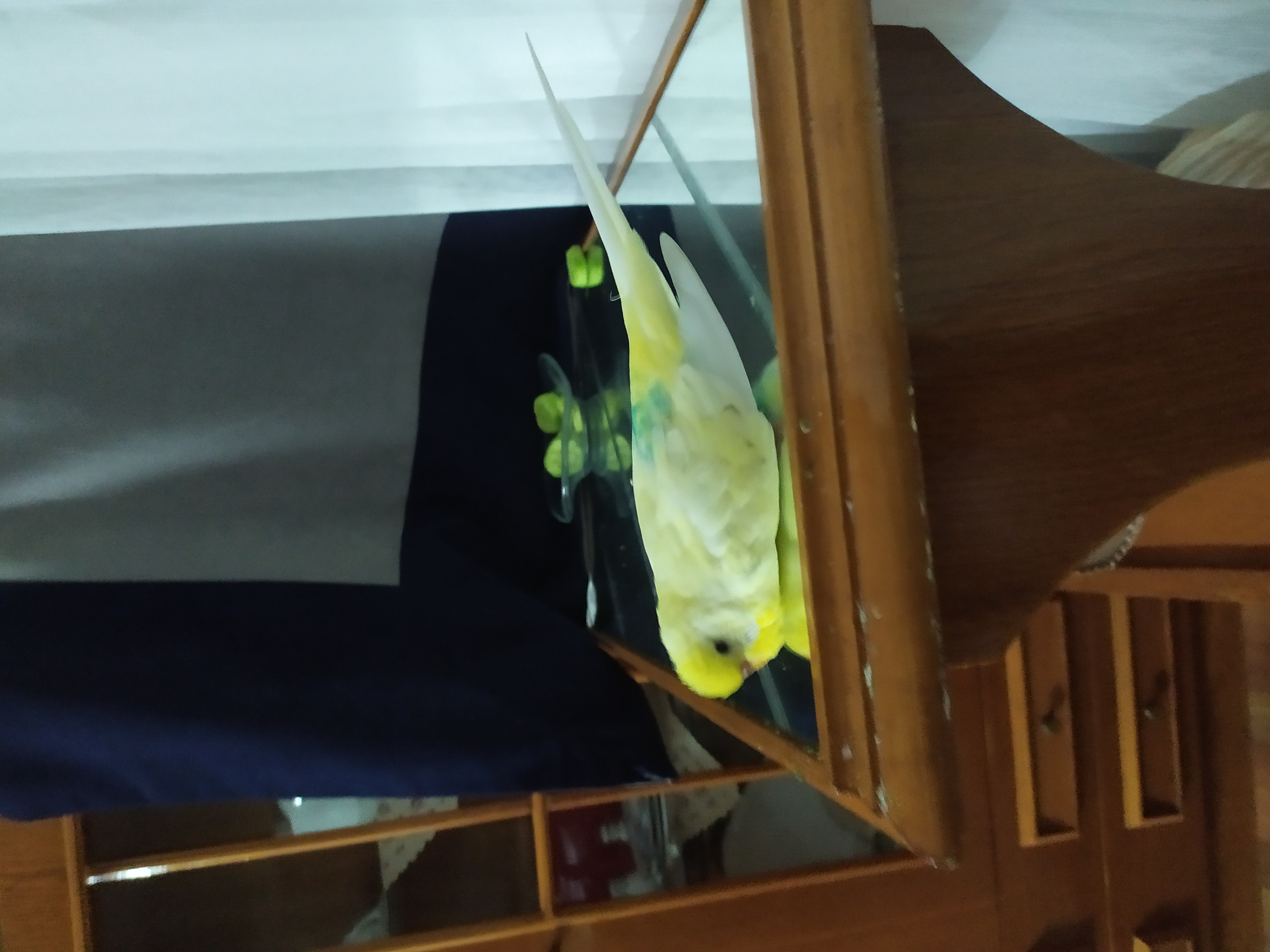 Düzce Akçakoca’da Limon İsimli Sarı Muhabbet Kuşu Kayboldu