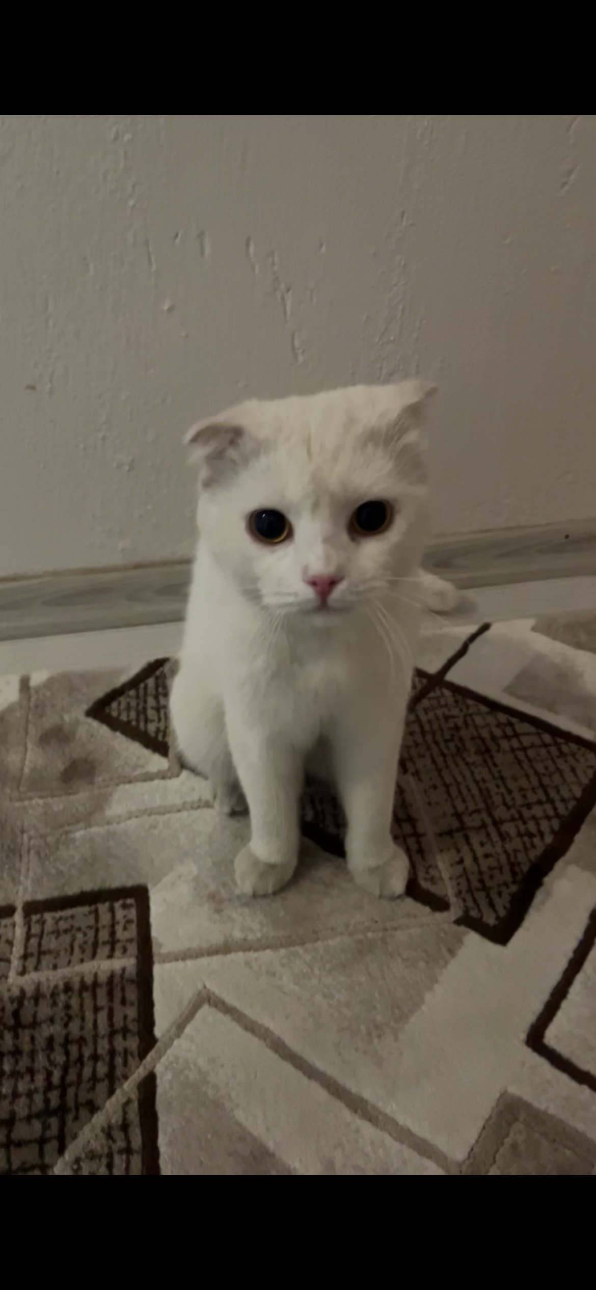 Buluntu kedi ilanı