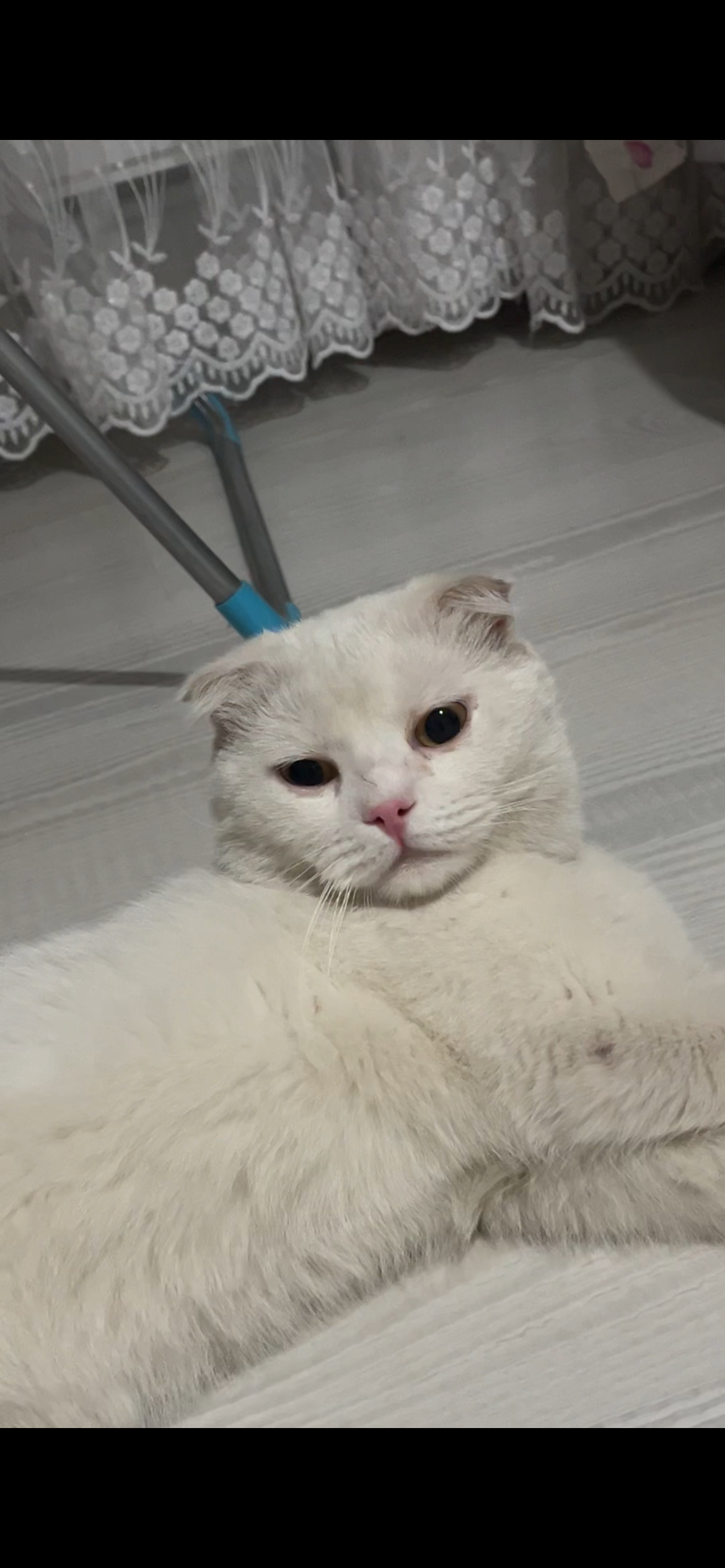Buluntu kedi ilanı
