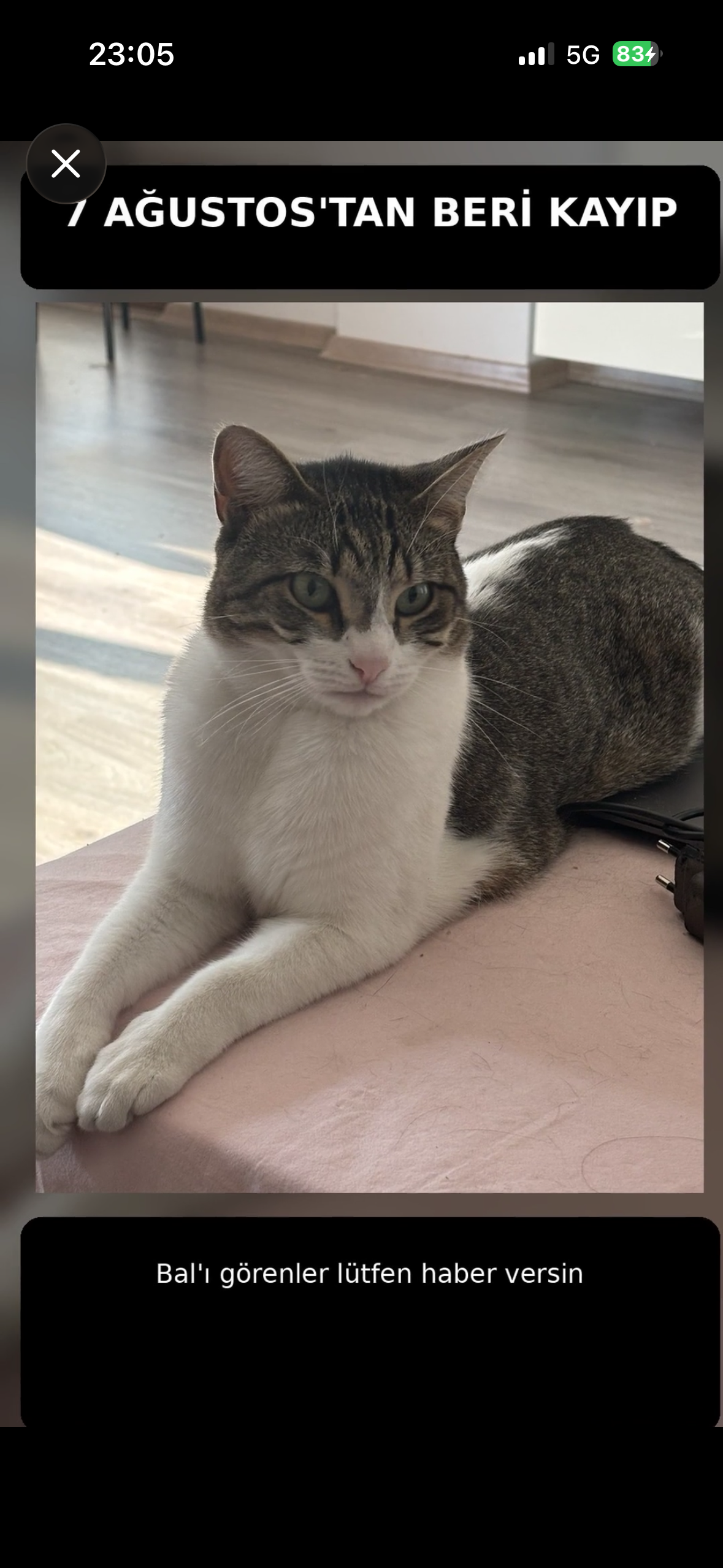 ACİL KAYIP KEDİ BAL – ÜSKÜDAR LİBADİYE