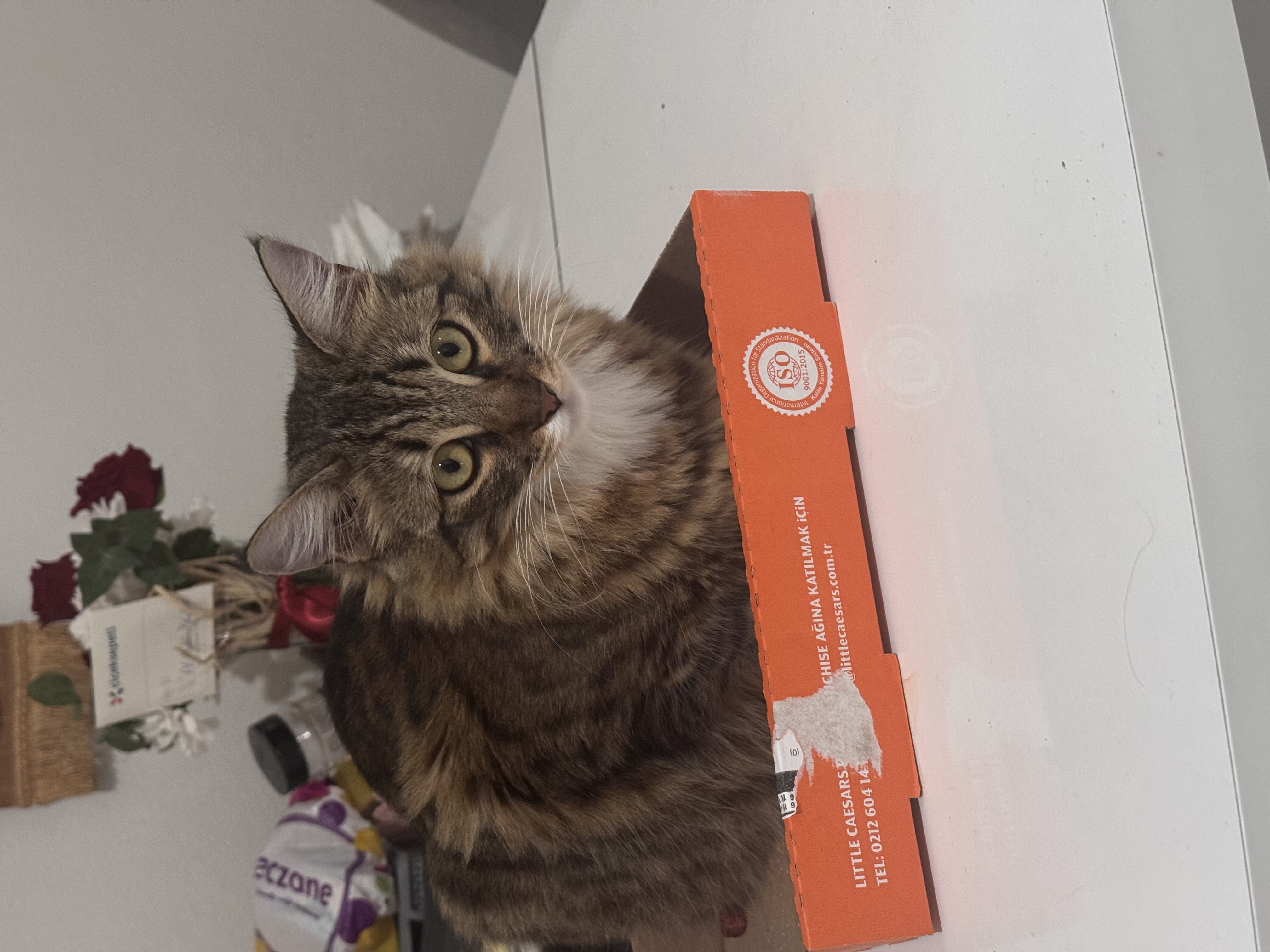 Kedi kayıp