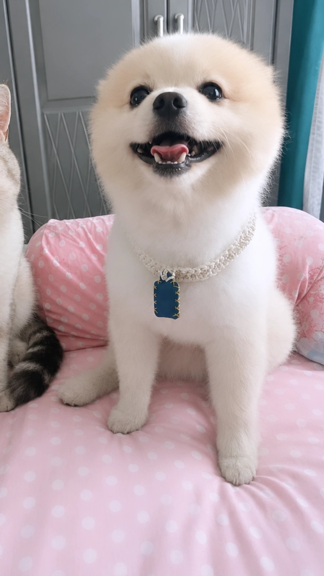Erkek köpek