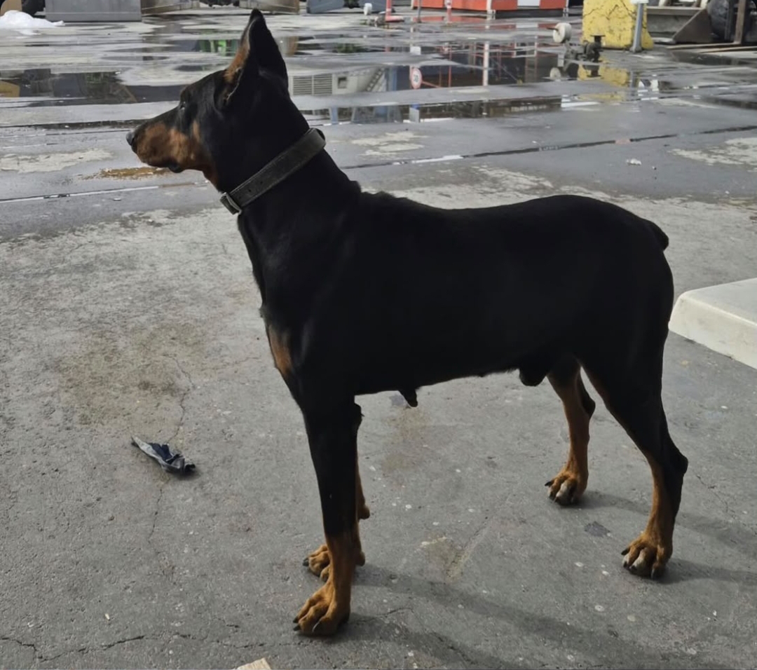 Kayıp Doberman - Pablo