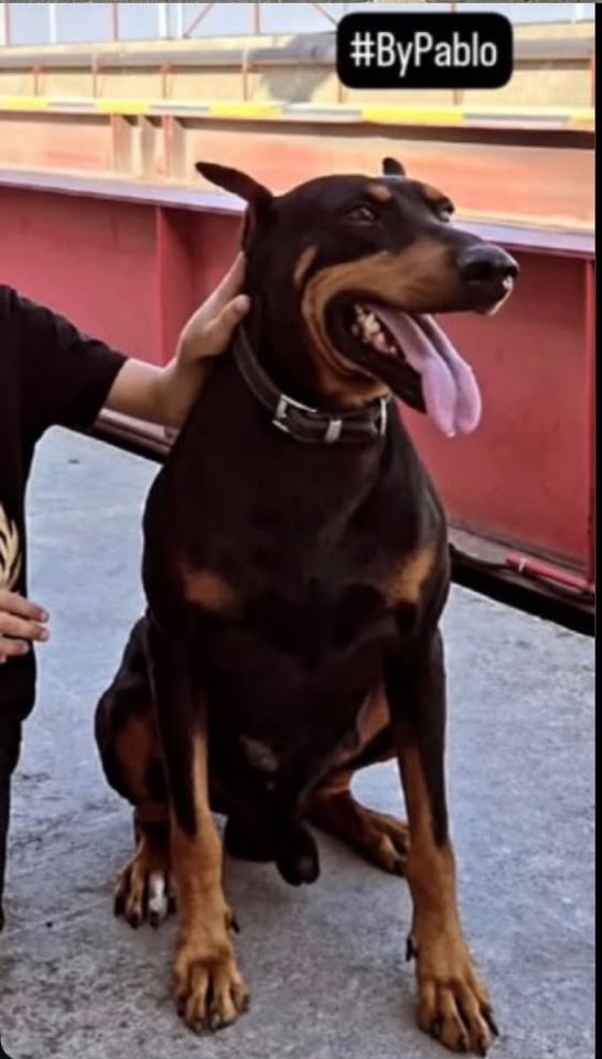 Kayıp Doberman - Pablo
