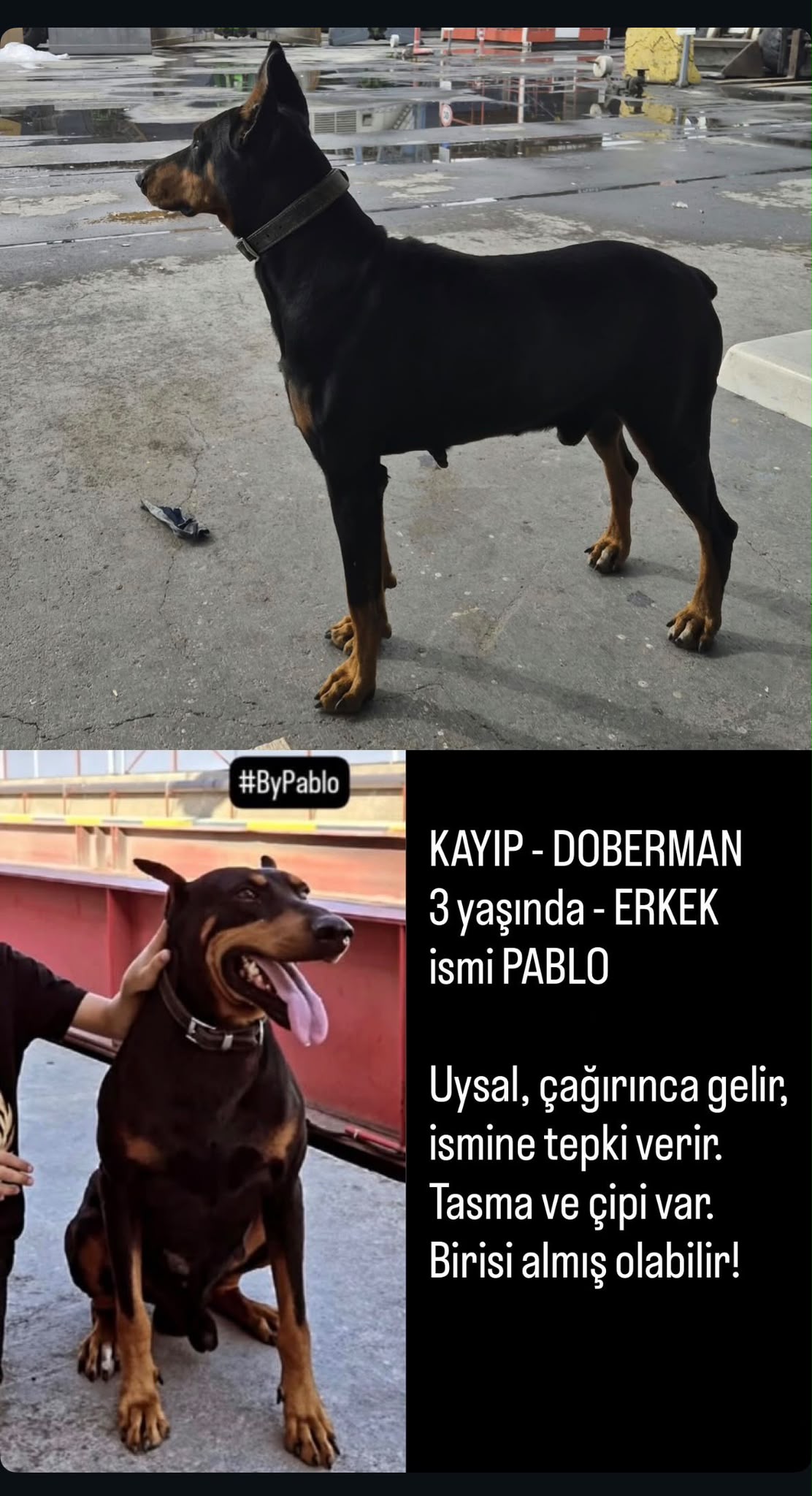Kayıp Doberman - Pablo